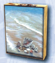 Shell Gathering