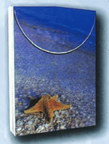 Starfish